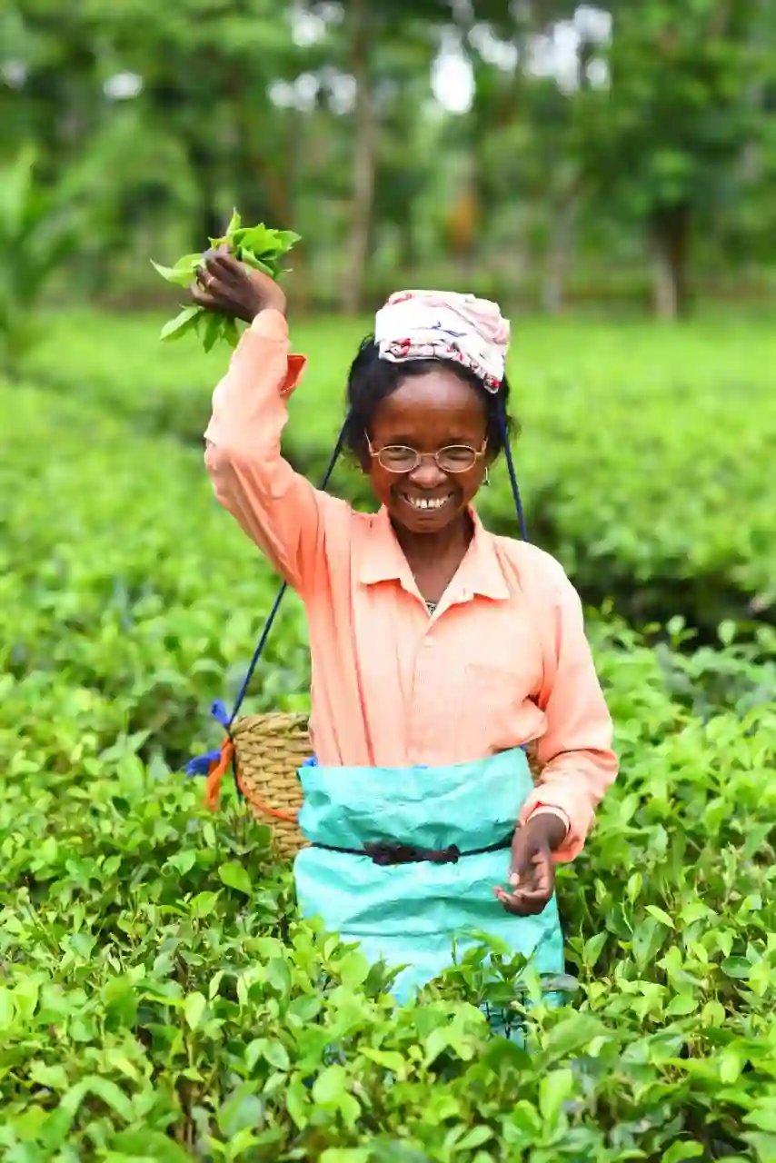 Tea Garden Worker